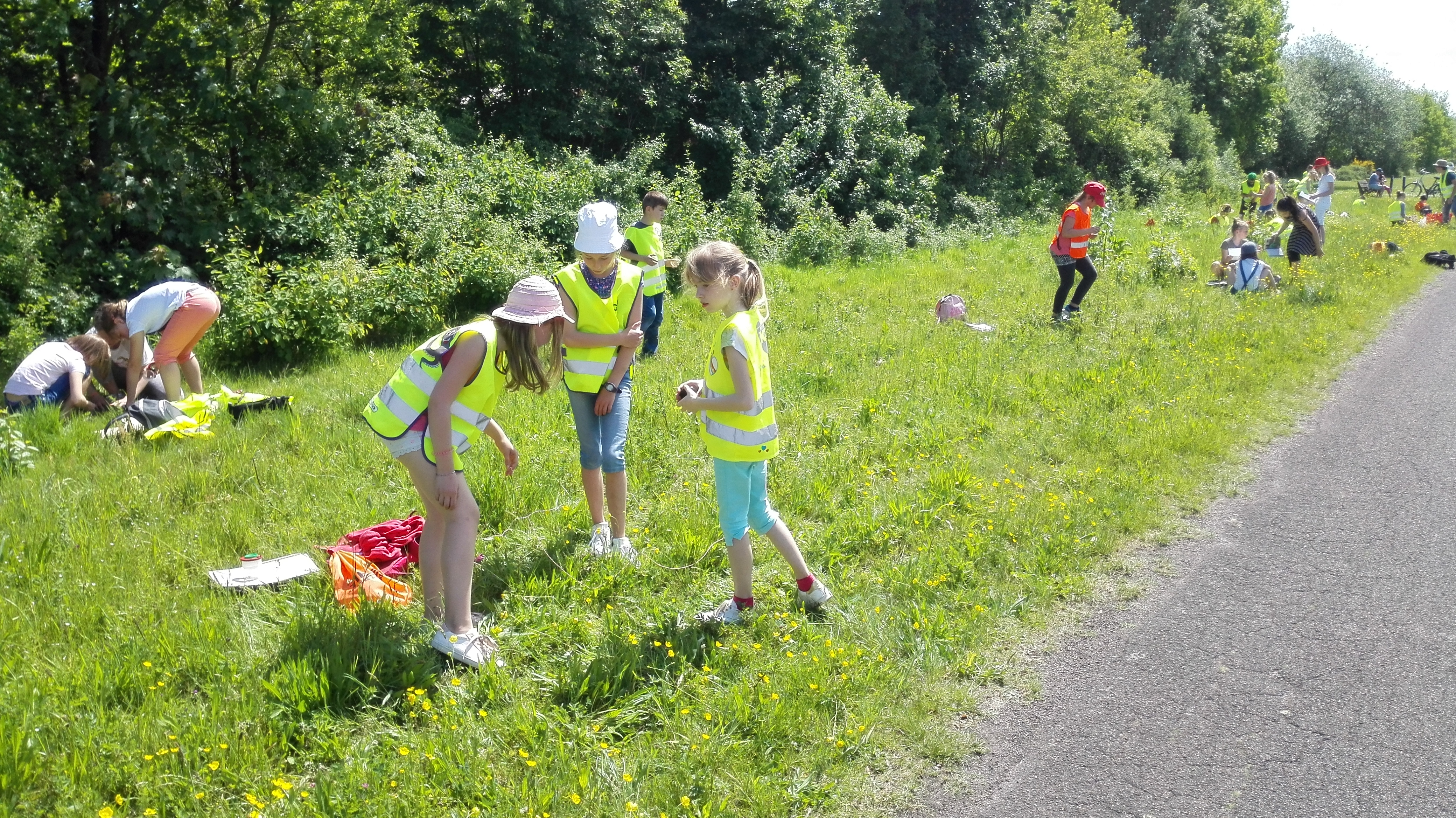 Het vierde leerjaar op onderzoek in de berm!